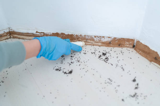 Best Best Pest Control Companies  in Estherville, IA